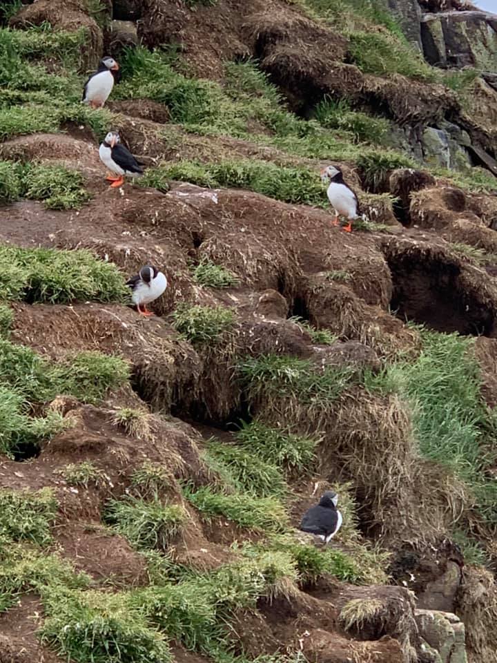 puffin-habitat