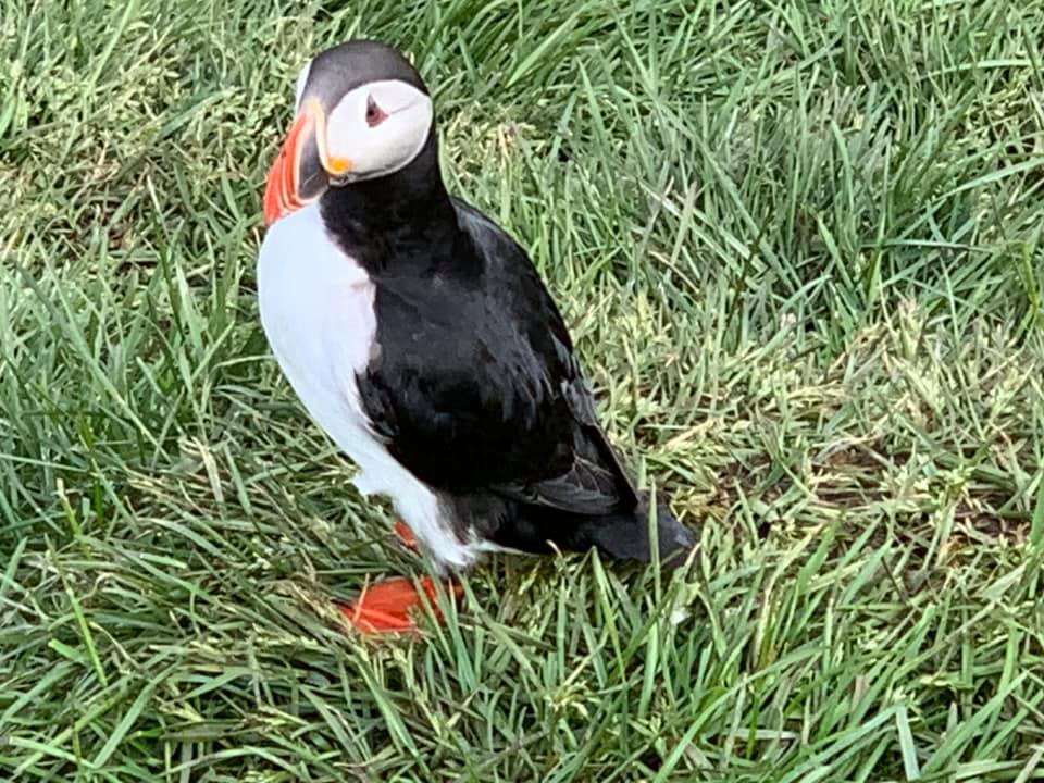 puffin1