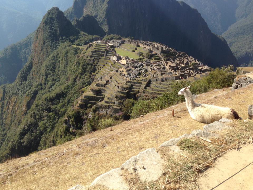 Llama at Macchu Picchu